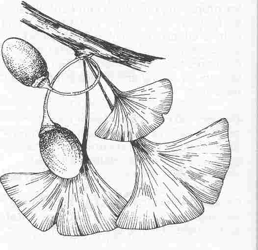 clip art ginkgo leaf - photo #31