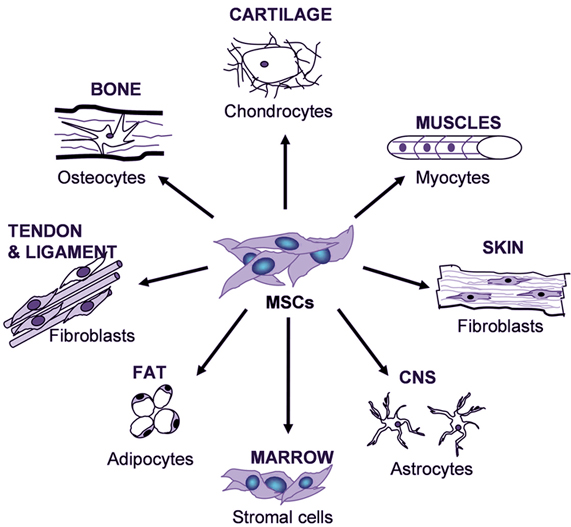 How Stem Cells Work